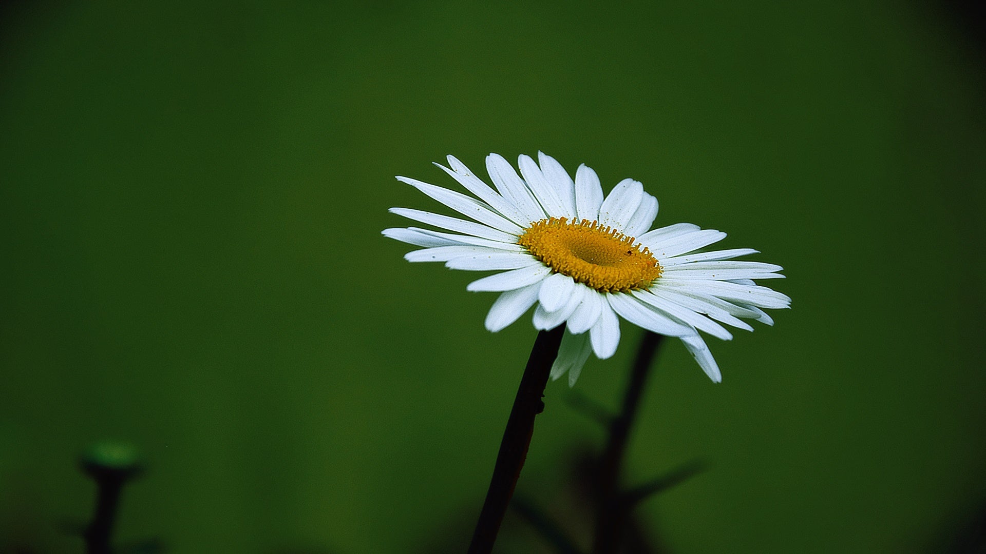 single daisy in a field