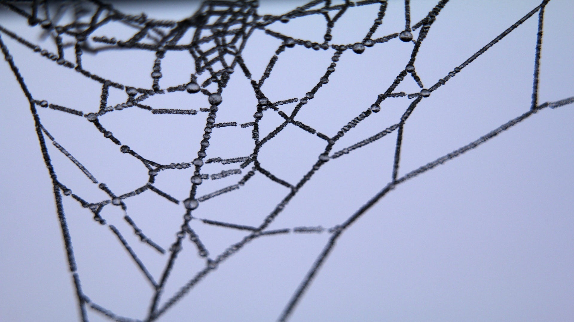 spider's web, dark web concept